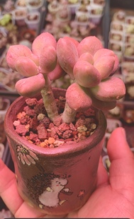 乌里韦亚 韩国进口多肉 圆滚滚一物一拍多肉植物 多肉  肉肉