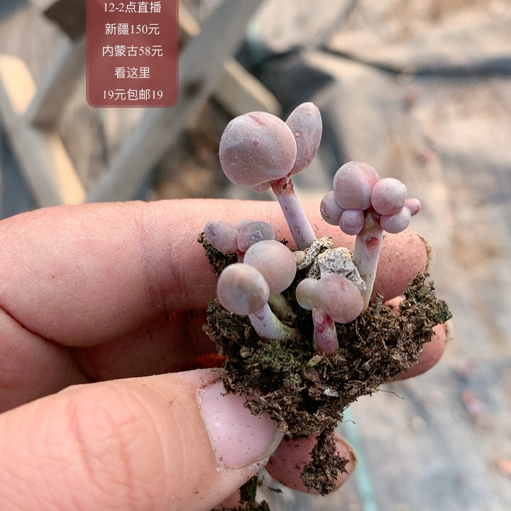 糖果奶,鲜花速递/花卉仿真/绿植园艺,多肉植物,淘宝优惠券,粉丝福利购,淘宝优惠卷