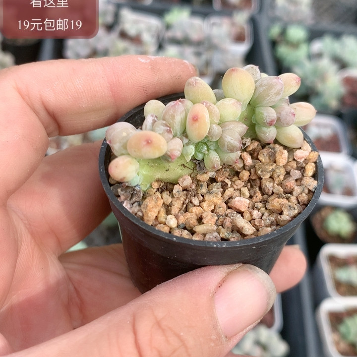 苹果奶酪4缀多肉植物