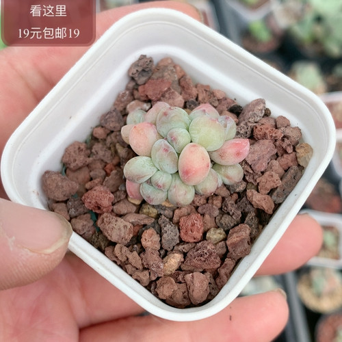 萤火虫奶酪