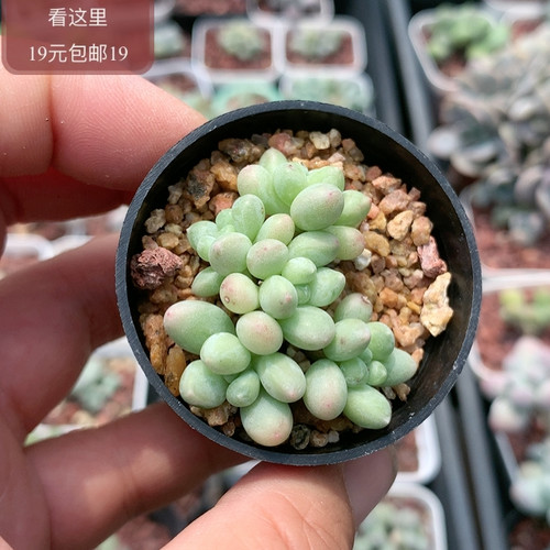 萤火虫奶酪