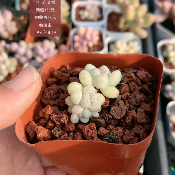 萤火虫,鲜花速递/花卉仿真/绿植园艺,多肉植物,淘宝优惠券,粉丝福利购,淘宝优惠卷