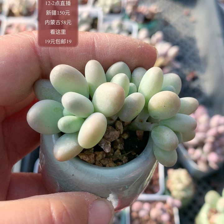 企鹅奶带盆朵朵缀,鲜花速递/花卉仿真/绿植园艺,多肉植物,淘宝优惠券,粉丝福利购,淘宝优惠卷