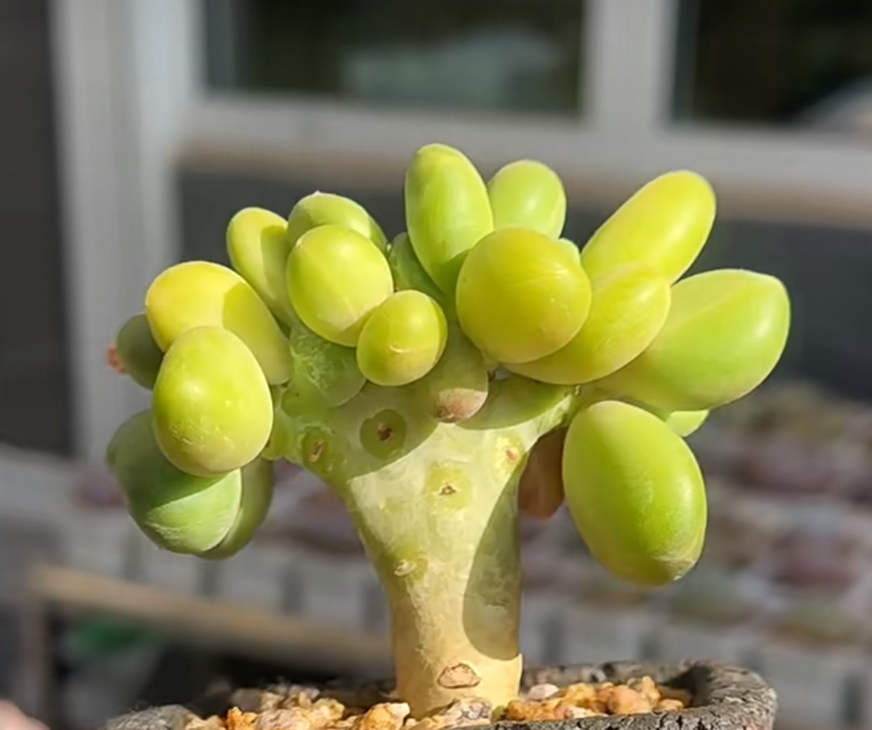 金蝉奶酪 芒果奶也叫kk奶一物一拍多肉植物 多肉  肉肉满19元包邮