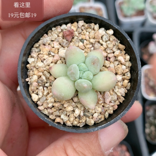 萤火虫奶酪