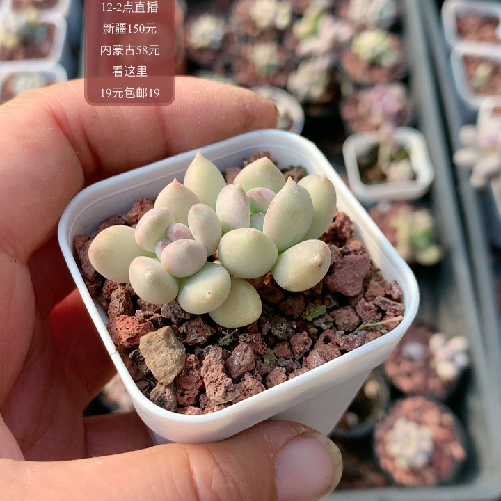 萤火虫,鲜花速递/花卉仿真/绿植园艺,多肉植物,淘宝优惠券,粉丝福利购,淘宝优惠卷