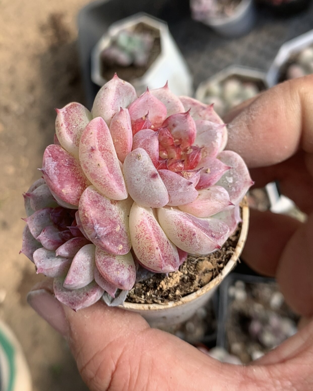 天鹅绒 盆口5cm 多肉植物懒人好养 一物一拍 盆栽19元包邮远38