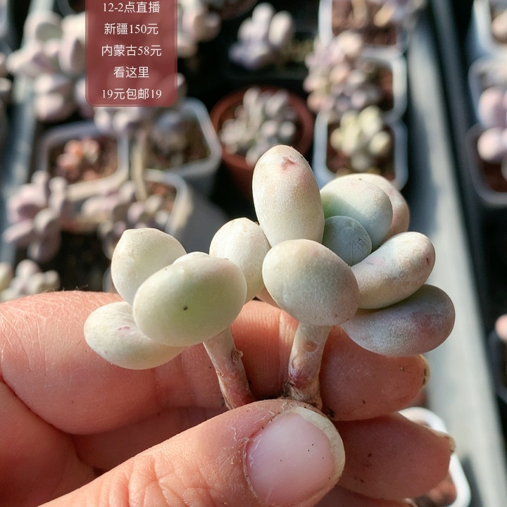 油煎,鲜花速递/花卉仿真/绿植园艺,多肉植物,淘宝优惠券,粉丝福利购,淘宝优惠卷