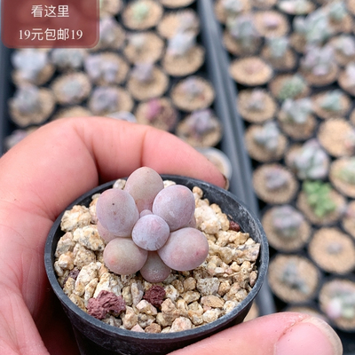 库福奶酪