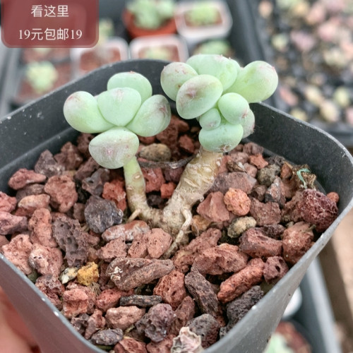 萤火虫奶酪