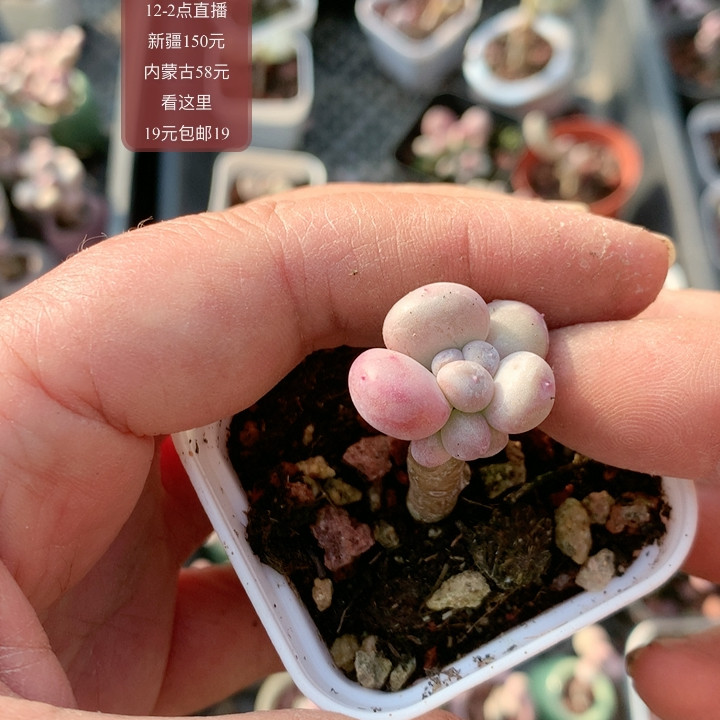 萤火虫,鲜花速递/花卉仿真/绿植园艺,多肉植物,淘宝优惠券,粉丝福利购,淘宝优惠卷