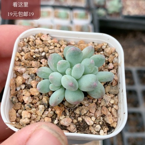 萤火虫奶酪