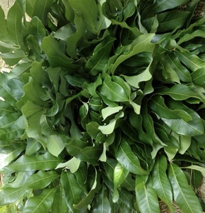 养龟防腐皮改变水质龙眼叶新鲜龙眼树叶无农药桂圆树叶