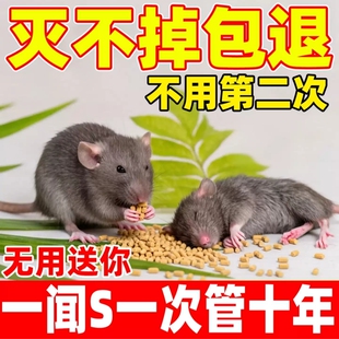 老鼠家用药超强力耗子药神高特药老鼠一锅端室外死特效闻就死
