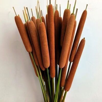 香蒲棒天然干花水蜡烛家居装饰摆件摄影道具风干植物干枝蒲绒安神