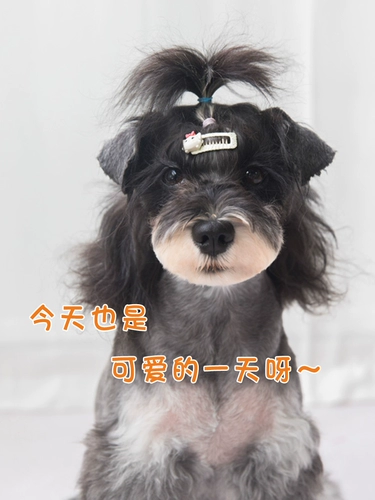 Зажим для расчески для собак, заколка для сломанных волос на лбу, зажим для волос BB, шнауцер, мальтийский йоркширский кот, милые аксессуары для волос для домашних животных