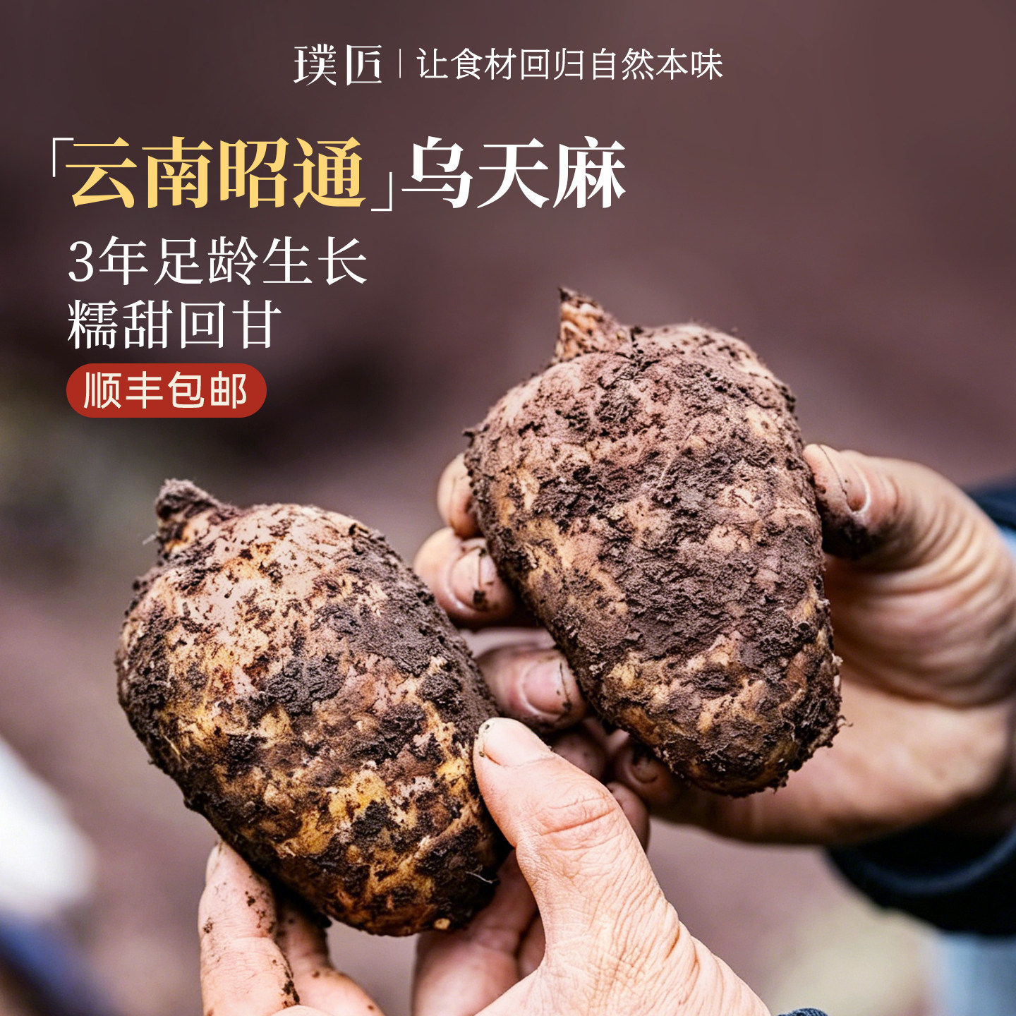 新鲜天麻云南昭通非干货深山野外生长可泡酒煲汤3斤送礼 顺丰包邮