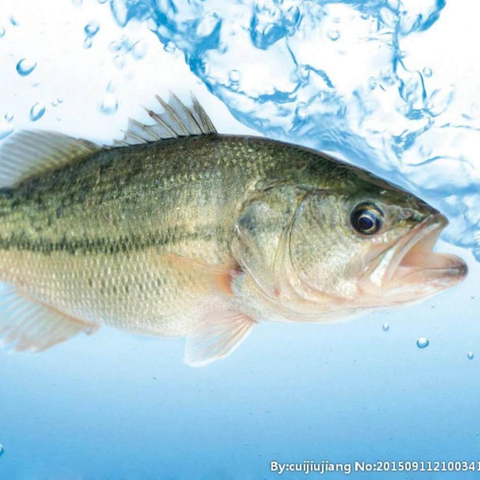 淡水路亚成品鱼大口鲈鱼加州鲈鱼苗翘嘴白鱼鲫鱼草鱼鳊鱼螺丝青鱼