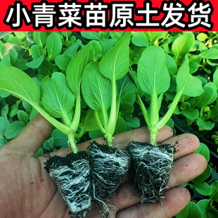 小青菜苗鸡毛菜秧苗黑大头上海青泡泡青菜苗耐热耐寒盆栽蔬菜幼苗