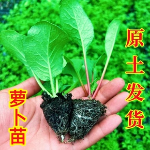 樱桃萝卜苗水果小萝卜九斤白胡萝卜大红袍秧苗阳台露天盆栽蔬菜苗