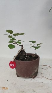 香山红叶黄栌坨坨老桩办公室茶台小品