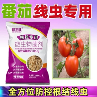 西红柿根结线虫专用淡紫紫孢菌枯草芽孢杆番茄根结线虫西红柿线虫