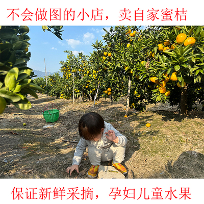 蜜桔涌泉桔子新鲜采摘无科技农药孕妇儿童甜桔子水果