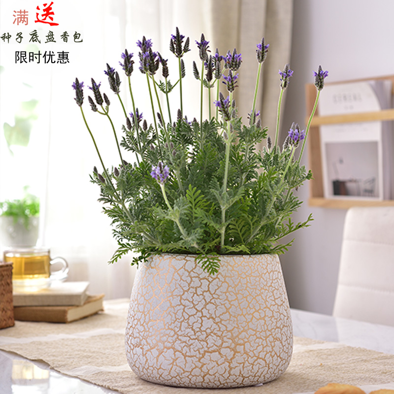 室内装饰摆件花盆器欧式陶瓷花盆大号盆景绿植阳台玫瑰薰衣草花盆