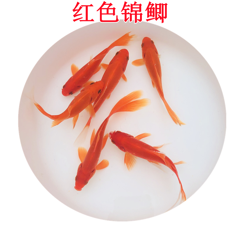 锦鲤金鱼红鲫鱼鱼苗金锦冷水活体
