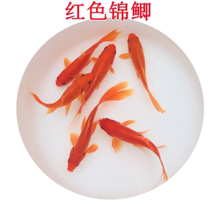 锦鲤金鱼红鲫鱼鱼苗红草鱼小草金锦鲫冷水活体观赏鱼