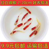 冷水观赏鱼活体金鱼小红草红白草金新手好养锦鲫锦鲤室外淡水活鱼