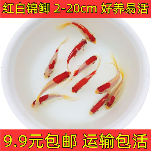 冷水鱼新手小红白锦鲫好养淡水鱼