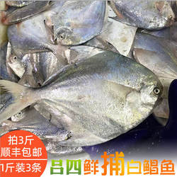 吕四海鲜特产白鲳鱼海速冻平鱼银鲳3条/斤拍3斤江浙沪皖顺丰包邮