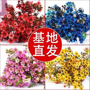 澳洲腊梅鲜花云南基地直发过年宵鲜切花水养培植物室内花高级摆件