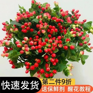 红豆相思红豆鲜切花火龙珠云南昆明直发礼物花束家庭装饰摆件