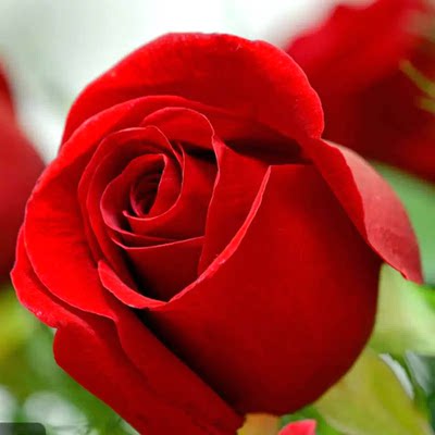 浓香大花卡罗拉红色玫瑰月季花苗四季开庭院阳台盆栽耐寒耐热切花
