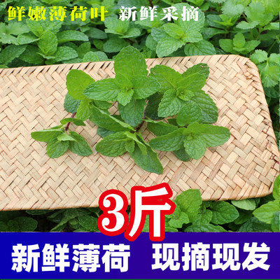 贵州本地农家种植狗肉香薄荷荷叶应季新鲜蔬菜鱼香菜火锅蘸吃