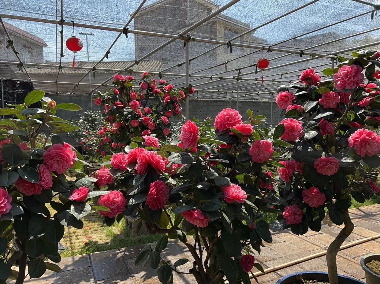 15年大理茶花恨天高带盆打木箱包邮含苞待放
