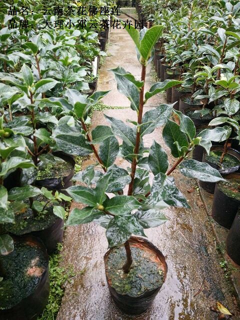 云南茶花云茶佛座莲茶花大理茶花珍贵奇缺云南茶花大理茶花