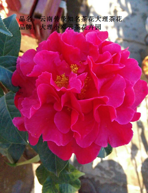 云南茶花云茶大理茶茶花名字就叫大理茶花花朵最大