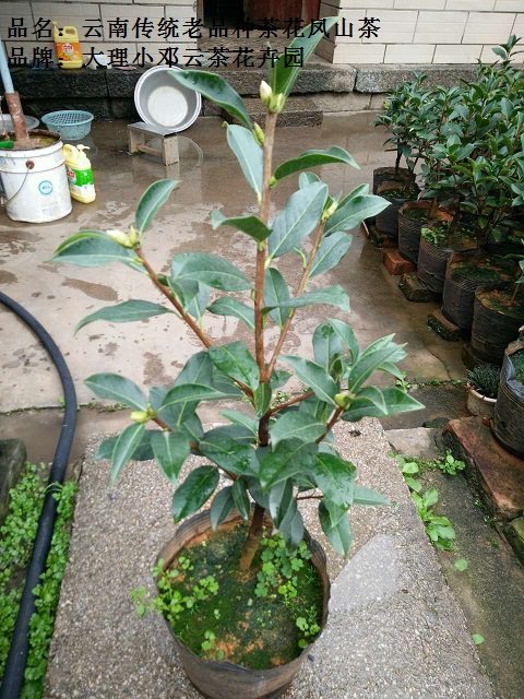 云南茶花云茶凤山茶茶花大理知名茶花云南珍贵茶花高档奇缺茶花