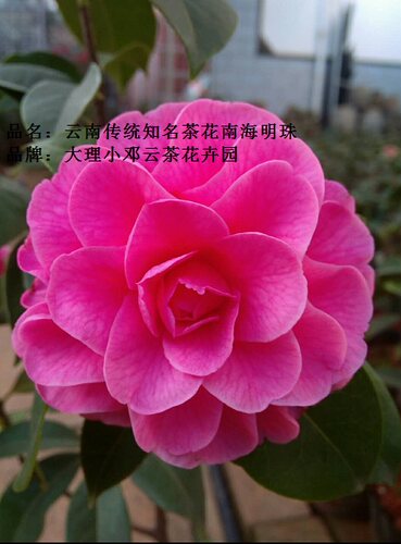 云南茶花南海明珠花卉绿植花朵