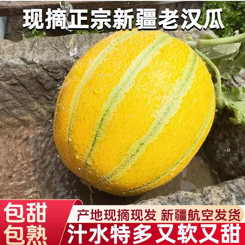 新疆老汉瓜产地直发软糯香甜不甜白送甜瓜蜜瓜新疆瓜果破损包赔 - 实物图
