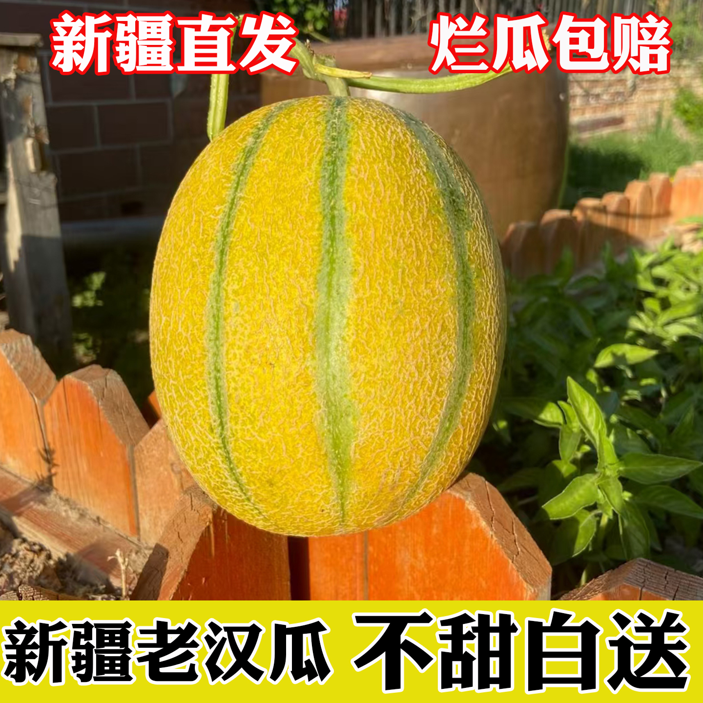 新疆老汉瓜产地直发软糯香甜不甜白送甜瓜蜜瓜新疆瓜果破损包赔