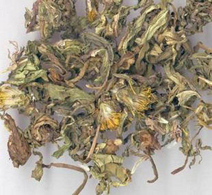 无硫中药材纯野生蒲公英