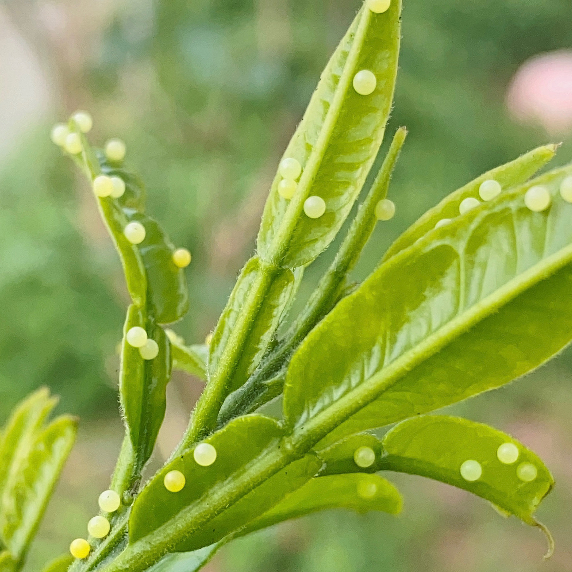 蝴蝶卵柑橘凤蝶卵或玉带凤蝶卵菜粉蝶卵各种蝴蝶卵可以养出蝴蝶