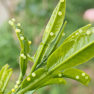 蝴蝶卵柑橘凤蝶卵或玉带凤蝶卵菜粉蝶卵各种蝴蝶卵可以养出蝴蝶