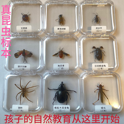 真昆虫标本盒儿童教学观察产品