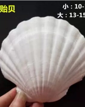 手绘空白贝壳涂鸦扇贝幼教美术材料画画贝壳天然贝壳白贝壳