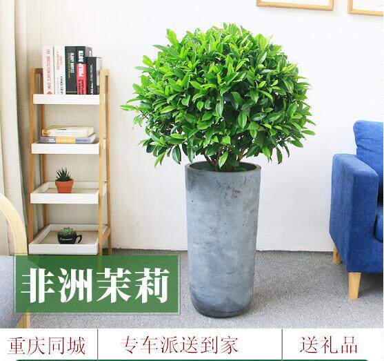 非洲茉莉花大植物办公室盆栽室内大型绿植/成品组合盆